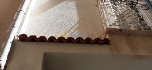 Dépigeonnage