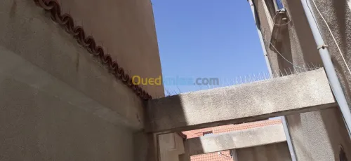 Dépigeonnage