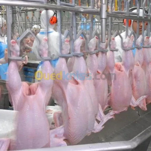 Abattoir volaille