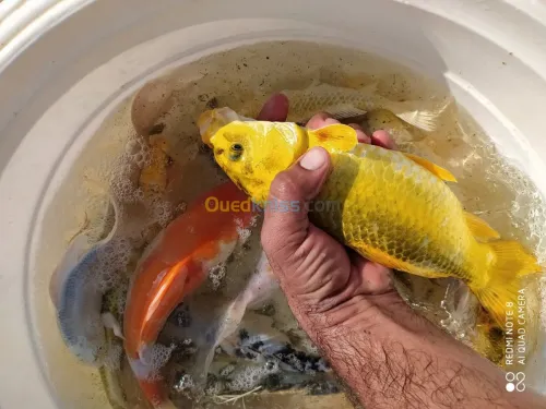 بيع زريعة البلطي الاحمر واسماك الزينة