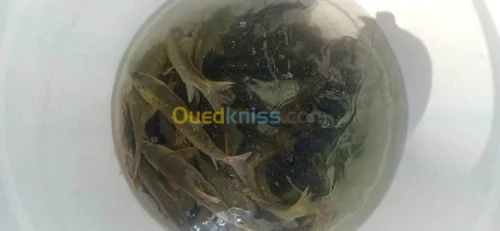 بيع زريعة البلطي الاحمر واسماك الزينة