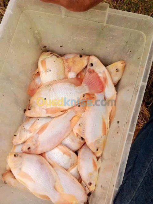 بيع زريعة البلطي الاحمر واسماك الزينة