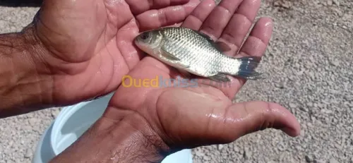 بيع زريعة البلطي الاحمر واسماك الزينة