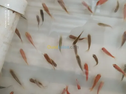 بيع زريعة البلطي الاحمر واسماك الزينة