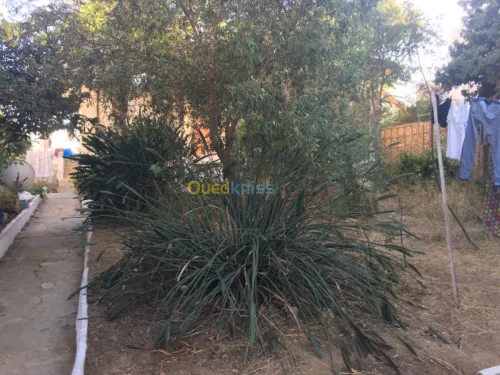 Vente Villa Alger El biar