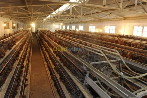 Batterie poule pondeuse et équipement 