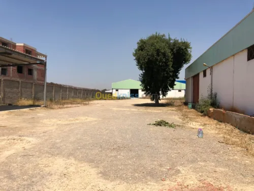Location Hangar Blida Boufarik