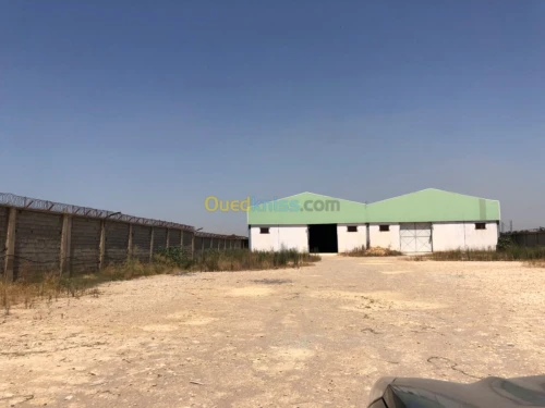 Location Hangar Blida Boufarik
