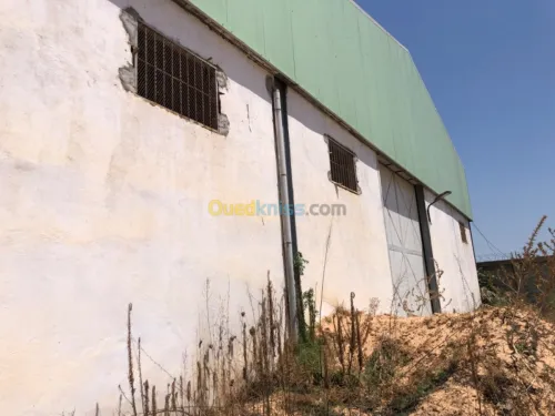 Location Hangar Blida Boufarik