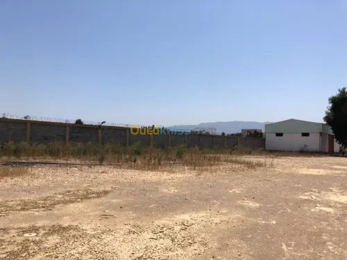 Location Hangar Blida Boufarik