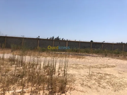Location Hangar Blida Boufarik