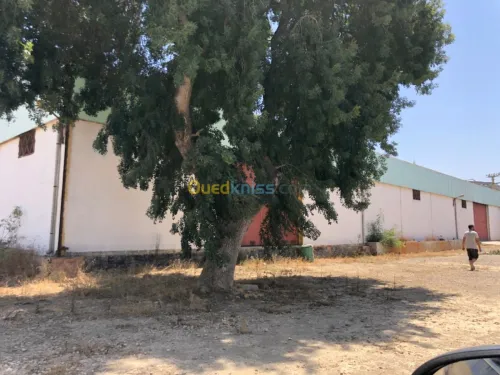 Location Hangar Blida Boufarik