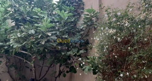 Vente Villa Oran Hassi bounif