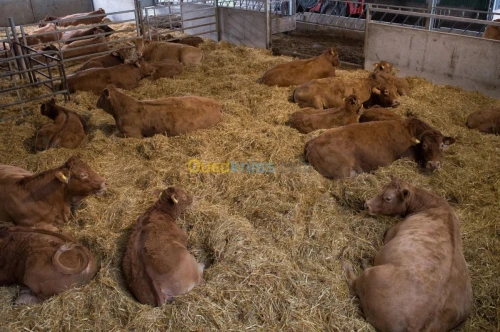 Taurillons d’abattage