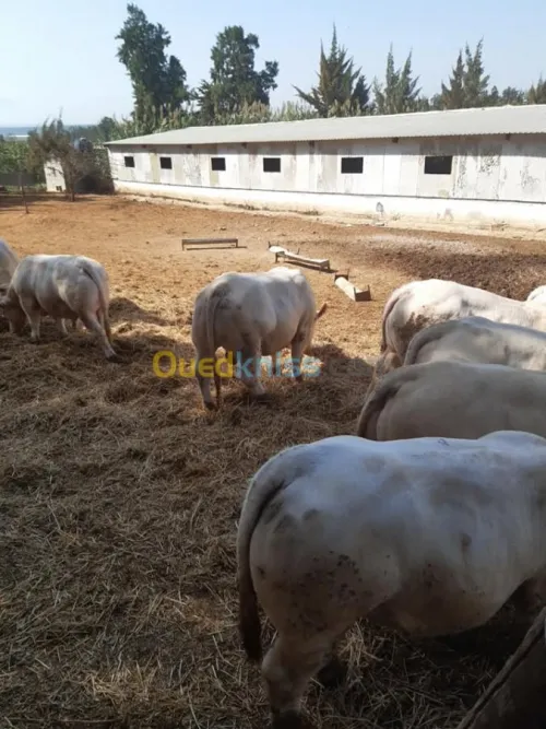 Taurillons d’abattage