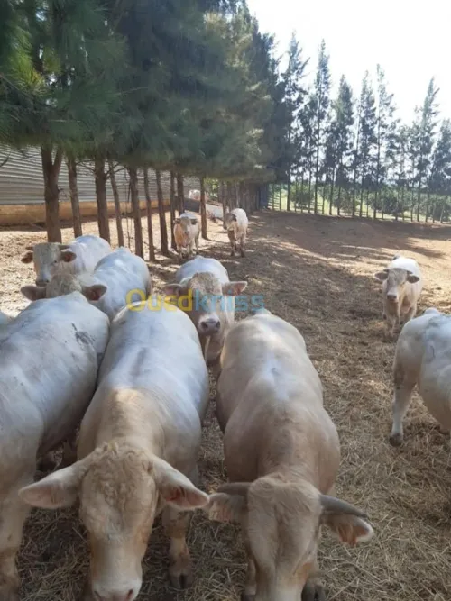 Taurillons d’abattage