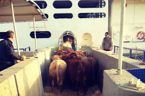 Taurillons d’abattage