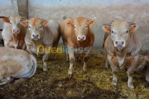 Taurillons d’abattage