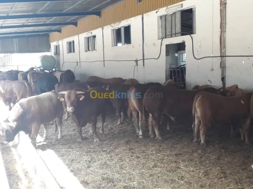 Taurillons d’abattage