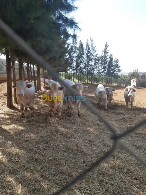 Taurillons d’abattage