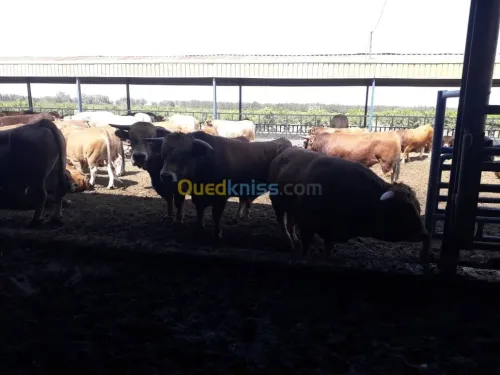 Taurillons d’abattage