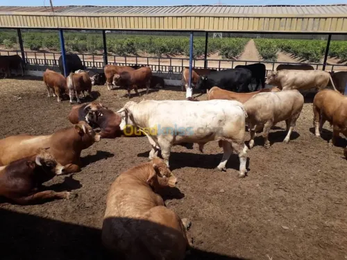 Taurillons d’abattage