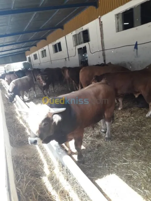 Taurillons d’abattage