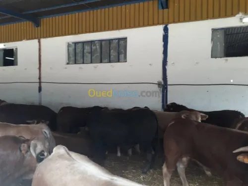 Taurillons d’abattage