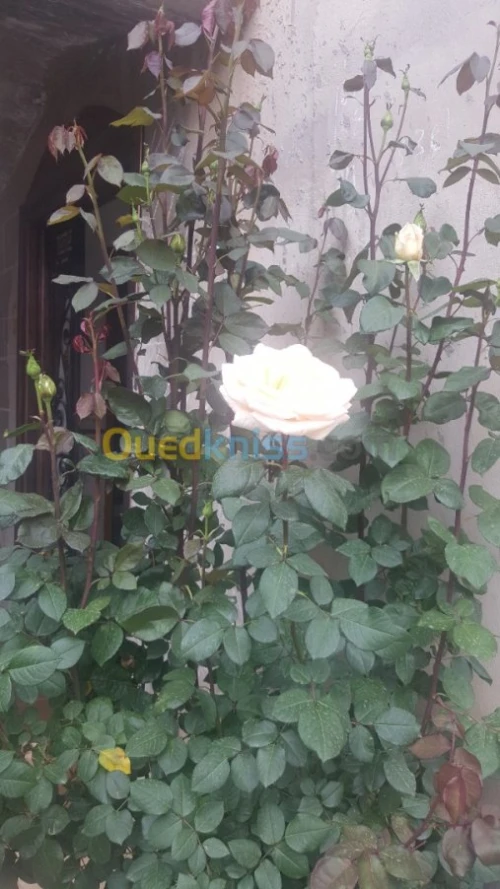 Vente Villa Tebessa Tebessa