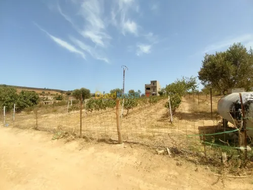 Vente Terrain Mostaganem Sidi ali