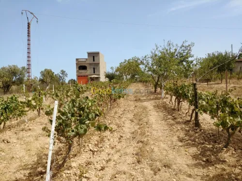 Vente Terrain Mostaganem Sidi ali