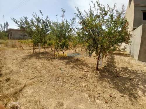 Vente Terrain Mostaganem Sidi ali