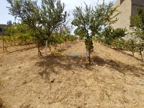 Vente Terrain Mostaganem Sidi ali