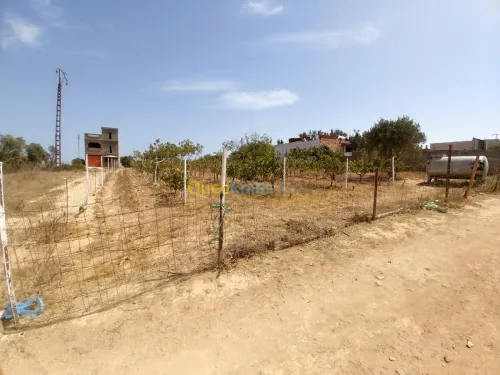 Vente Terrain Mostaganem Sidi ali