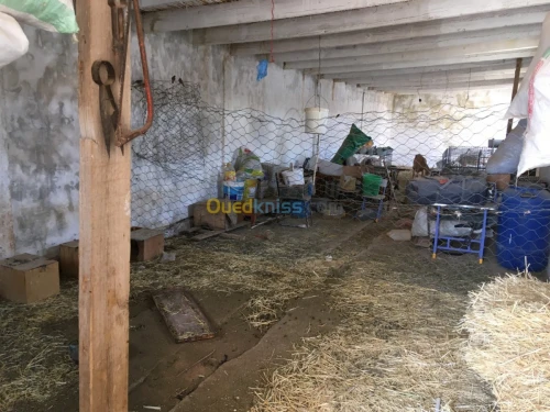 Vente Terrain Djelfa Ain el ibel