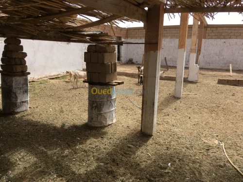 Vente Terrain Djelfa Ain el ibel