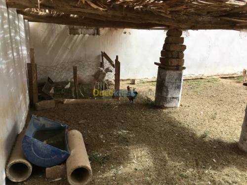 Vente Terrain Djelfa Ain el ibel