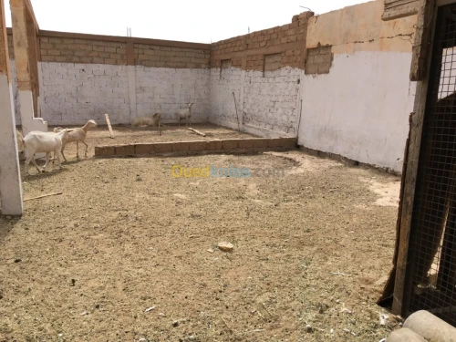 Vente Terrain Djelfa Ain el ibel