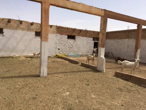 Vente Terrain Djelfa Ain el ibel