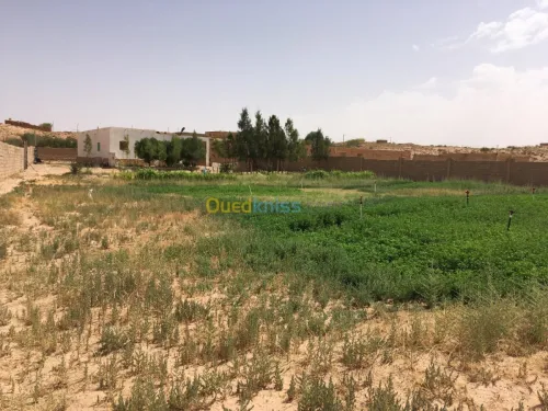 Vente Terrain Djelfa Ain el ibel