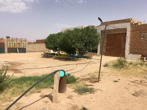 Vente Terrain Djelfa Ain el ibel
