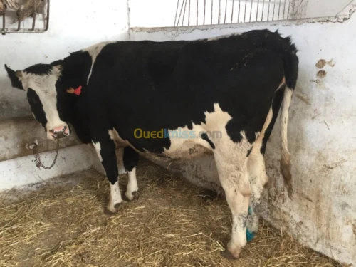 Vaches laitières prim holsteins 