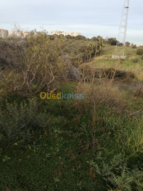Location Terrain Alger Saoula