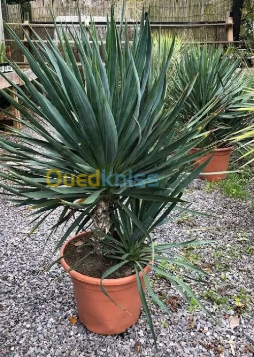 yucca gloriosa