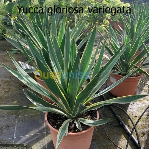 yucca gloriosa