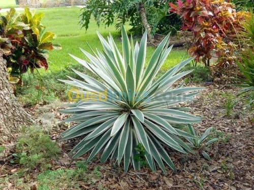 yucca gloriosa