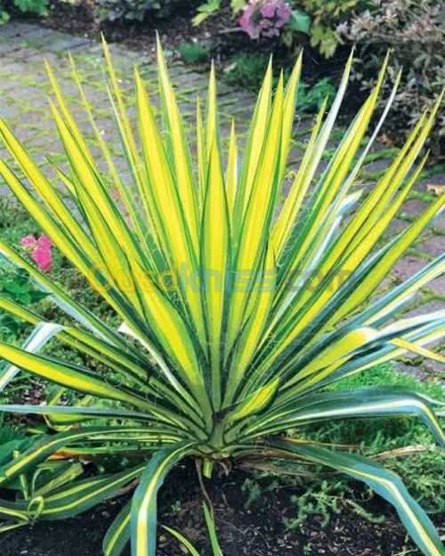 yucca gloriosa