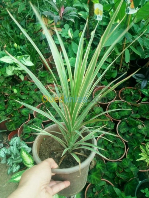 yucca gloriosa