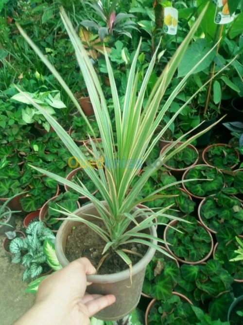 yucca gloriosa