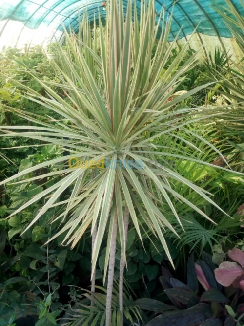 yucca gloriosa